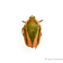My Entomology Collection icon