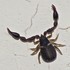 Arácnidos-Pseudoscorpiones-(5) , en Tijuana icon