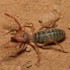 Arácnidos-Solifugae-(9) , en Tijuana icon
