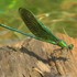 Dragonflies and Damselflies of the Philippines icon