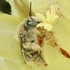 Bees of the Rio Grande Valley icon