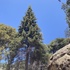 Monterey County Native Trees icon