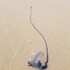 Bluebottles in Australia (Physalia physalis) icon