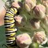 Docent Pollinator Bioblitz in Habitat Garden icon