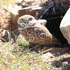 Burrowing Owls of Phoenix icon