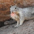 Rock Squirrel Diet icon