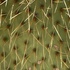 Cactaceae y Asparagaceae de Baja California icon
