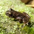 Coastal Tailed Frogs (Ascaphus truei) of Whatcom County icon