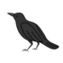 Crow Call icon
