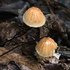 Pipestone Mushroom (and Other Fungi) BioBlitz icon