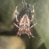 Hampshire Spiders icon