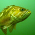 Marine Fishes of the Pacific NW Coast (British Columbia, Alaska, Washington, Oregon) icon