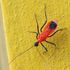 True Bugs (Hemipterans) of the Philippines icon