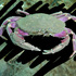 Marine invertebrates of the Pacific NW Coast (British Columbia, Alaska, Washington, Oregon) icon