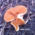 Spring Fungi 2017: Mushrooms of the PNW icon
