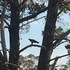 Tasmanian eagle monitoring project (trial) icon