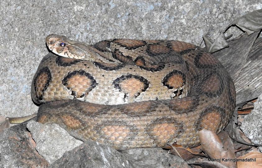 Kerala Snakes INaturalist Kerala Snakes INaturalist