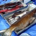 Salish Sea Salmon icon