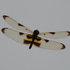 New Caledonia Odonata icon