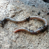 Arizona Annelids (Earthworms) icon