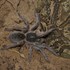 Arachnids of South Africa icon