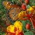 University of Arizona Pollinators icon
