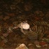 Arizona Toad (Anaxyrus microscaphus) Distribution icon