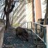 HKU Urban Ecology 2021 icon