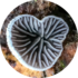 Mycology of Woodend Nature Sanctuary icon