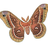 Moths of California icon