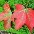 Autumn BioBlitz: Westmoreland County! icon