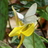 West Virginia White Butterfly icon