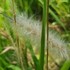 Arkansas Cogongrass Watch icon