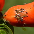 Aphids of the world icon