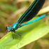 Dragonflies and Damselflies of Richmond, VA icon