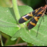 Scorpionflies and Hangingflies of Richmond, VA icon