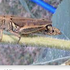 Grasshoppers, Crickets, and Katydids of Richmond, VA icon