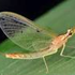 Ephemeroptera, Trichoptera, and Plecoptera of Richmond, VA icon