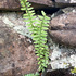 Asplenium sp. icon