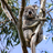 Toowoomba Region Koala Count - November 2021 icon