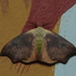 Butterflies &amp; Moths of Sindhudurg icon