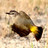 Thornbills of South Australia (Acanthiza) icon