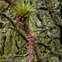 Angiospermas epífitas de la región terrestre prioritaria Cerros Negro-Yucaño, Oaxaca icon