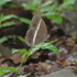 Butterflies of Western Ghats icon