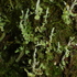 Lichen of Southwestern Australia icon
