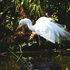 Aves de Chiapas icon