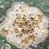 Lichens foliicoles de Nouvelle-Calédonie icon