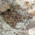 Montana de Oro Rattlesnake Watch (PERL, Cal Poly) icon