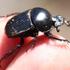 Dung Beetles of Cape Town icon
