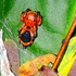 Aranhas do Mato Grosso icon